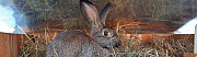 Кролик 5 мес Иркутская область