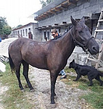 Лошадь Алагир