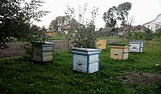 Пчёлы с ульями Рудня