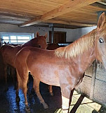 Лошадь Краснослободск