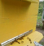 Пчелы Томаровка