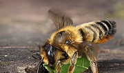 Пчелы Томаровка