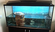 Красноухая черепаха с аквариумом Углич