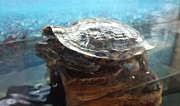 Красноухая черепаха с аквариумом Углич