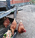 Курицы несушки Соликамск
