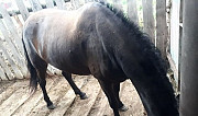 Кобыла(лошадь) Мамадыш