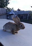 Кролик Панино