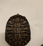 Красноухая черепаха бесплатно Солнечногорск