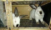 Кролики калифорнийские Кемерово