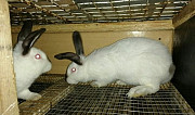 Кролики калифорнийские Кемерово