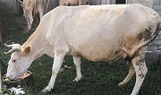 Корова Новолакское