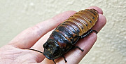 Мадагаскарские тараканы Краснодар