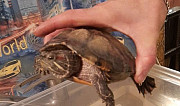 Черепаха Асбест