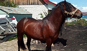 Лошадь Тобольск