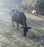 Коровы Будённовск