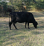 Коровы Будённовск