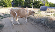 Корова Быково