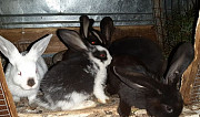 Кролики Икша