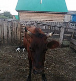 Корова Толбазы