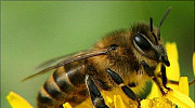 Пчелы Курск
