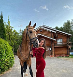 Лошадь в аренду Подольск