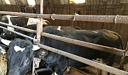 Продаются быки и бычки Таруса