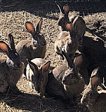Кролики Гостагаевская