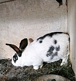 Кролик Михайловск