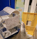 Крыс дамбо-хаски с клеткой и переноской Волгоград