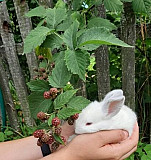 Кролик Ковров
