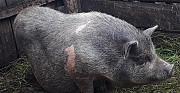 Вислобрюхие вьетнамские свиньи и поросята Лиски