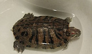 Черепаха Одинцово