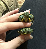 Черепаха Майкоп
