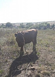 Коровы Новошахтинск
