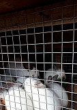 Кролики Севастополь