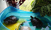 Черепаха красноухая Самара
