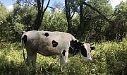 Корова (тёлка стельная) Рузаевка