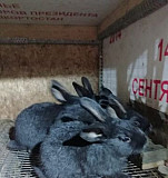 Продам кроликов Полтавское серебро Белебей