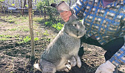 Продажа кроликов Тамбов