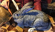 Продажа кроликов Тамбов