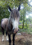 Лошадь Михайловск