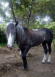 Лошадь Михайловск