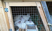 Кролики Спас-Клепики