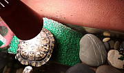 Черепаха красноухая Курган