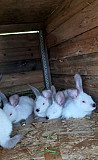 Кролики калифорния и карликовые Электросталь