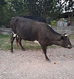 Корова Грозный