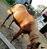 Лошадь Александров