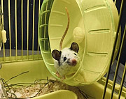 Мышь карликовая, японская Курск