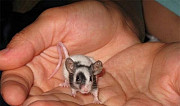 Мышь карликовая, японская Курск