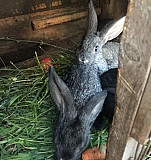 Кролик 2 месяца привиты Нижний Новгород